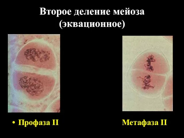 Второе деление мейоза (эквационное) Профаза II Метафаза II