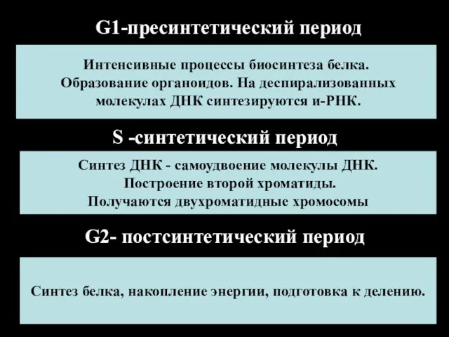 G1-пресинтетический период Интенсивные процессы биосинтеза белка. Образование органоидов. На деспирализованных молекулах ДНК