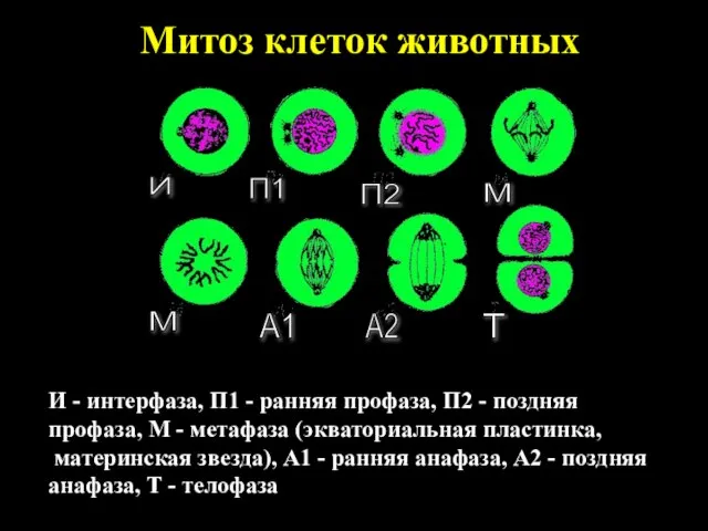 Митоз клеток животных И - интерфаза, П1 - ранняя профаза, П2 -
