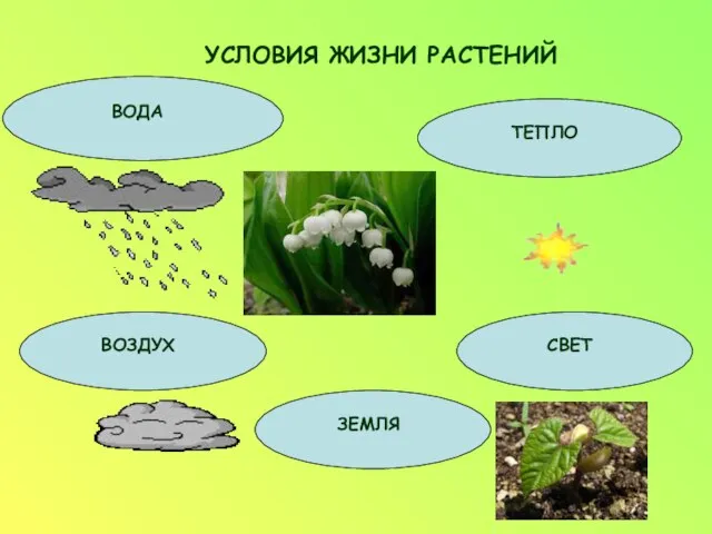 УСЛОВИЯ ЖИЗНИ РАСТЕНИЙ