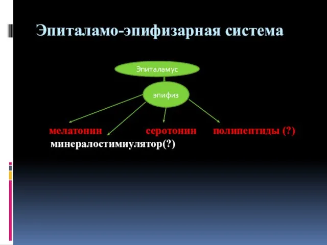 Эпиталамо-эпифизарная система мелатонин серотонин полипептиды (?) минералостимиулятор(?) Эпиталамус эпифиз