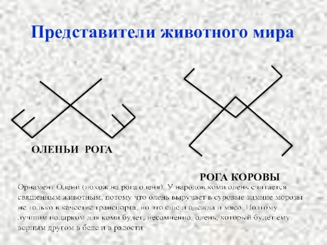 Представители животного мира РОГА КОРОВЫ ОЛЕНЬИ РОГА