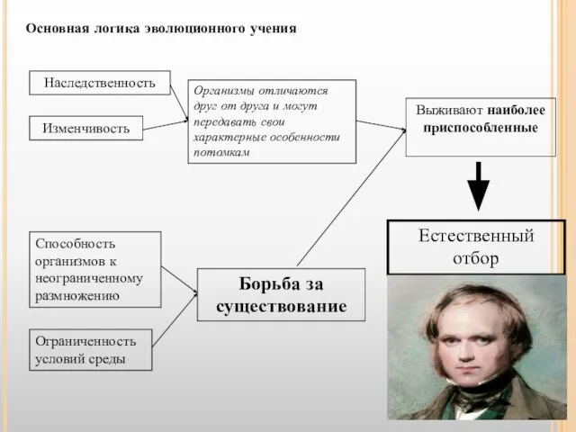 Основная логика эволюционного учения Наследственность Изменчивость Способность организмов к неограниченному размножению Ограниченность