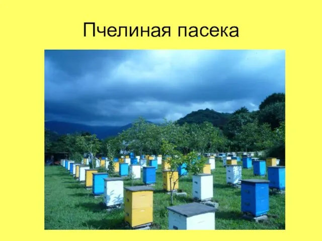 Пчелиная пасека