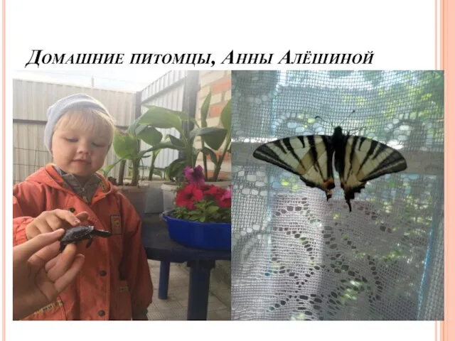 Домашние питомцы, Анны Алёшиной