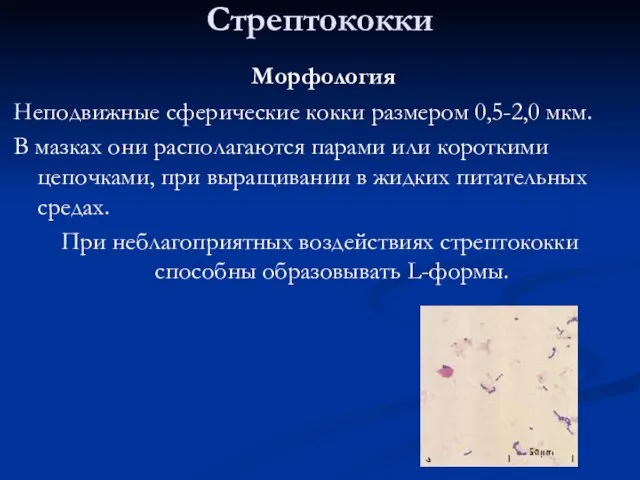 Стрептококки Морфология Неподвижные сферические кокки размером 0,5-2,0 мкм. В мазках они располагаются