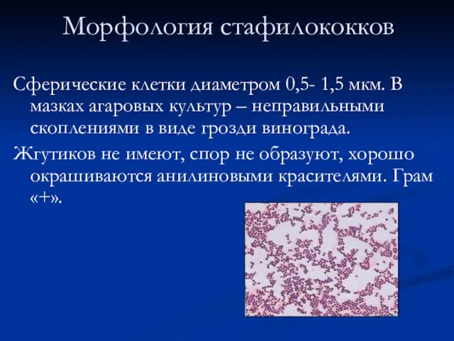 Морфология стафилококков Сферические клетки диаметром 0,5- 1,5 мкм. В мазках агаровых культур