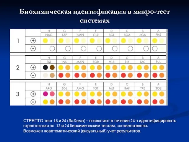 Биохимическая идентификация в микро-тест системах СТРЕПТО-тест 16 и 24 (ЛаХема) – позволяют