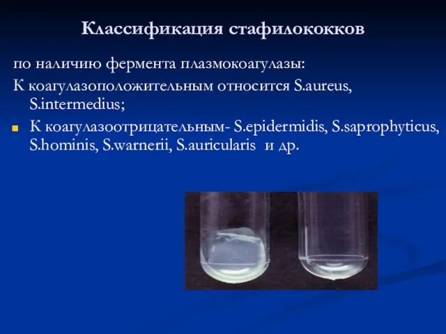 Классификация стафилококков по наличию фермента плазмокоагулазы: К коагулазоположительным относится S.aureus, S.intermedius; К