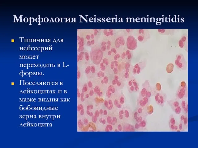 Морфология Neisseria meningitidis Типичная для нейссерий может переходить в L-формы. Поселяются в