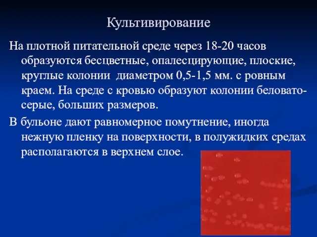 Культивирование На плотной питательной среде через 18-20 часов образуются бесцветные, опалесцирующие, плоские,