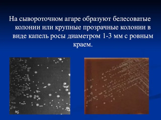 На сывороточном агаре образуют белесоватые колонии или крупные прозрачные колонии в виде