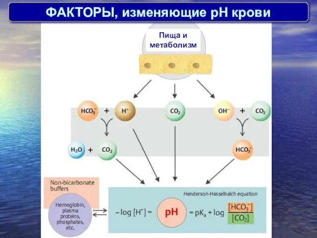 ФАКТОРЫ, изменяющие pH крови Пища и метаболизм