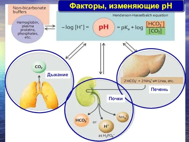 Факторы, изменяющие pH Дыхание Почки Печень