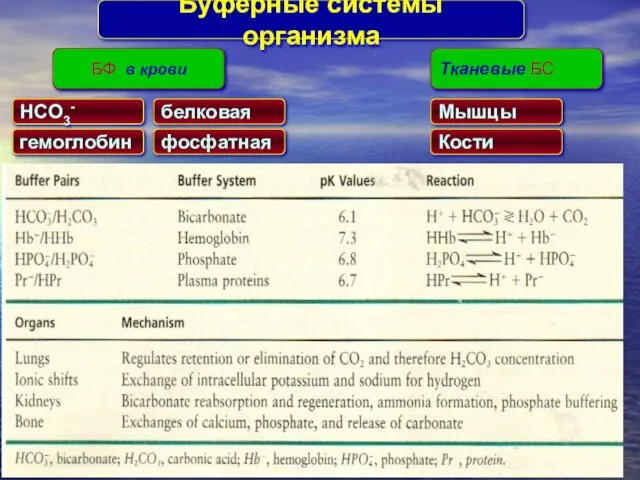 БФ в крови Tканевые БС Буферные системы организма HCO3- гемоглобин белковая фосфатная Mышцы Кости