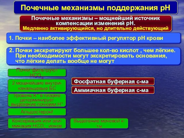 Почечные механизмы поддержания pH 1. Почки – наиболее эффективный регулятор pH крови