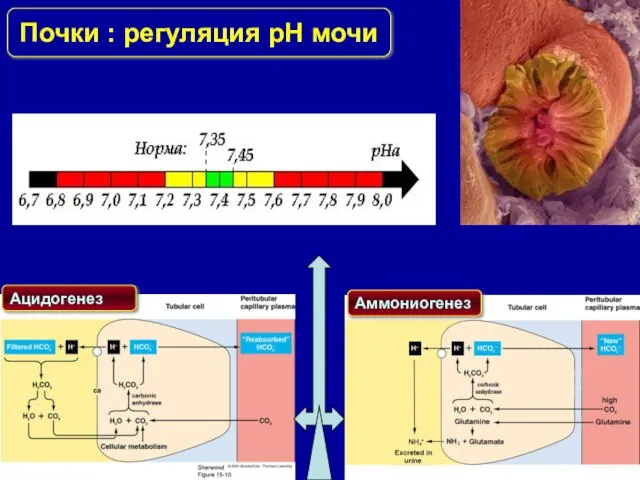 Почки : регуляция pH мочи Ацидогенез Аммониогенез