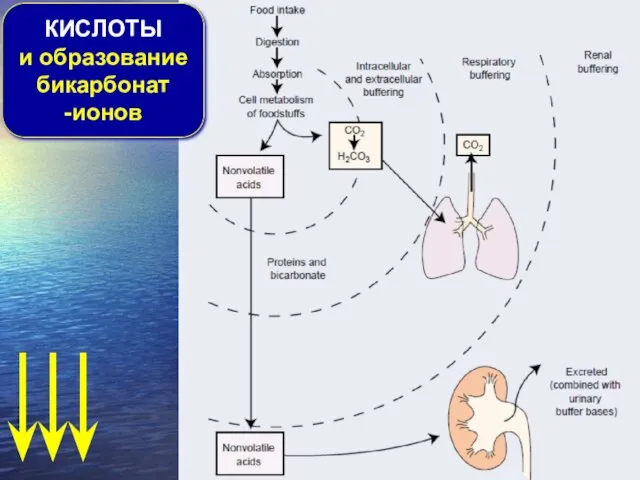 КИСЛОТЫ и образование бикарбонат -ионов