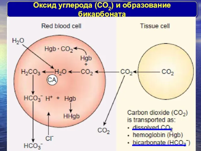 Оксид углерода (CО2) и образование бикарбоната