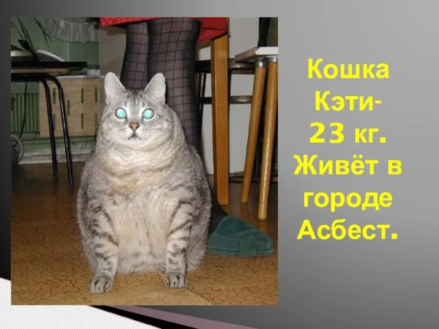 Кошка Кэти- 23 кг. Живёт в городе Асбест.