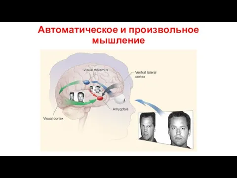 Автоматическое и произвольное мышление