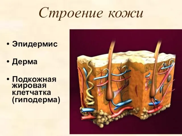 Строение кожи Эпидермис Дерма Подкожная жировая клетчатка (гиподерма)