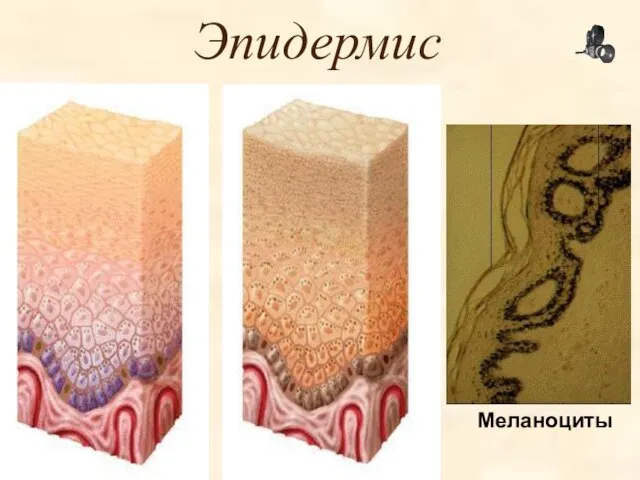 Эпидермис Меланоциты