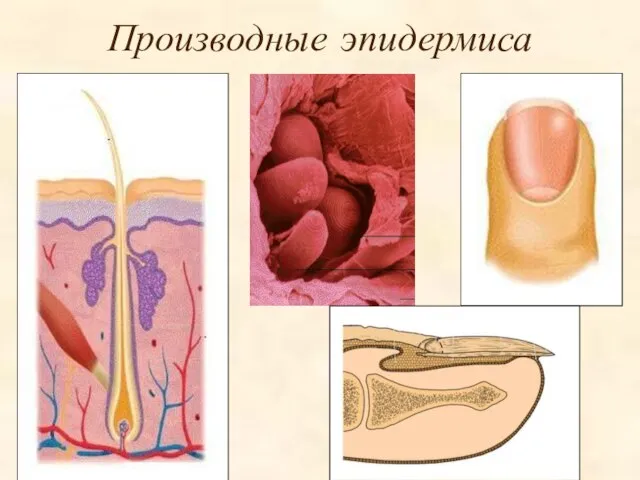 Производные эпидермиса