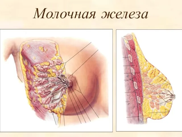 Молочная железа