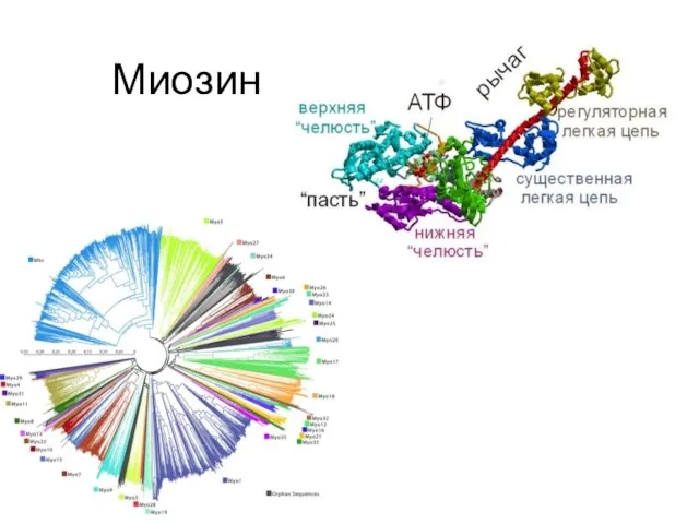 Миозин