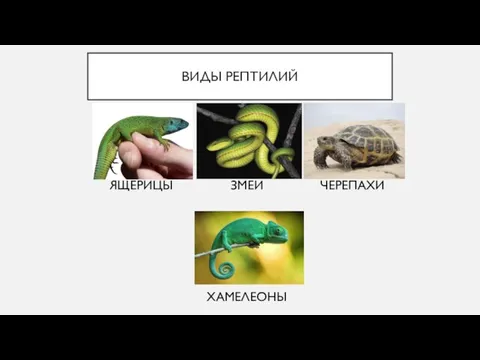 ВИДЫ РЕПТИЛИЙ