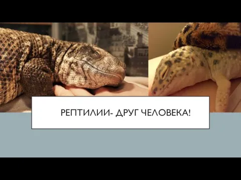 РЕПТИЛИИ- ДРУГ ЧЕЛОВЕКА!