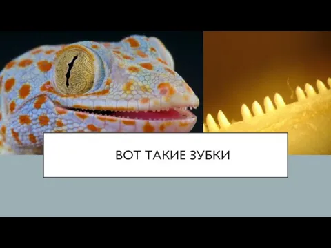 ВОТ ТАКИЕ ЗУБКИ