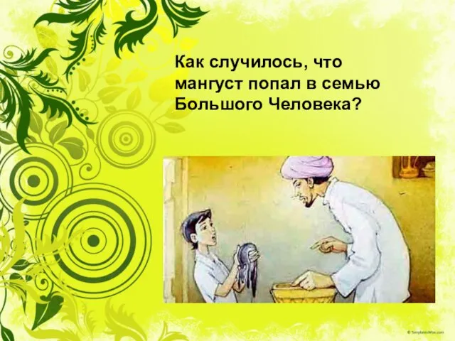 Как случилось, что мангуст попал в семью Большого Человека?