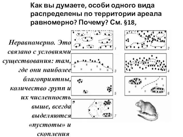 Основные варианты размещения больших песчанок Как вы думаете, особи одного вида распределены