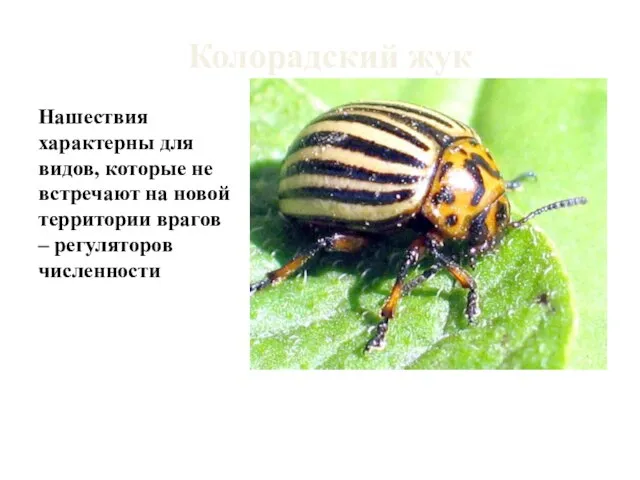 Колорадский жук Нашествия характерны для видов, которые не встречают на новой территории врагов – регуляторов численности