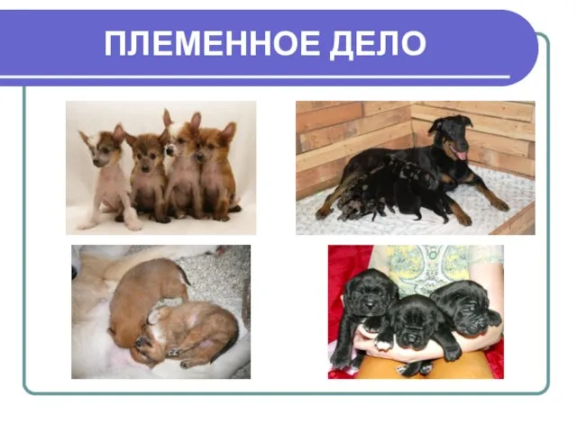 ПЛЕМЕННОЕ ДЕЛО