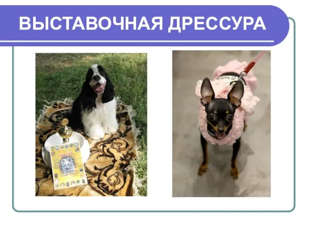 ВЫСТАВОЧНАЯ ДРЕССУРА