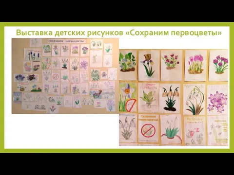 Выставка детских рисунков «Сохраним первоцветы»