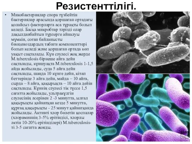 Резистенттілігі. Микобактериялар спора түзбейтін бактериялар арасында қоршаған ортадағы қолайсыз факторларға аса тұрақты