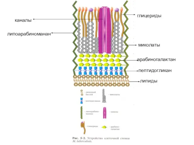 липиды пептидогликан арабиногалактан миколаты глицериды липоарабиноманан каналы