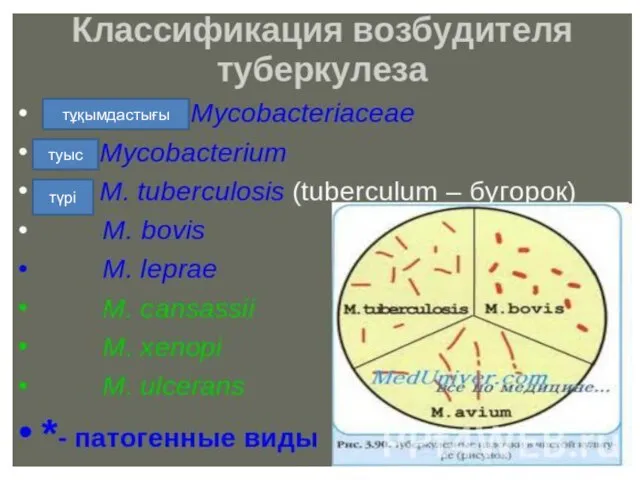 тұқымдастығы туыс түрі