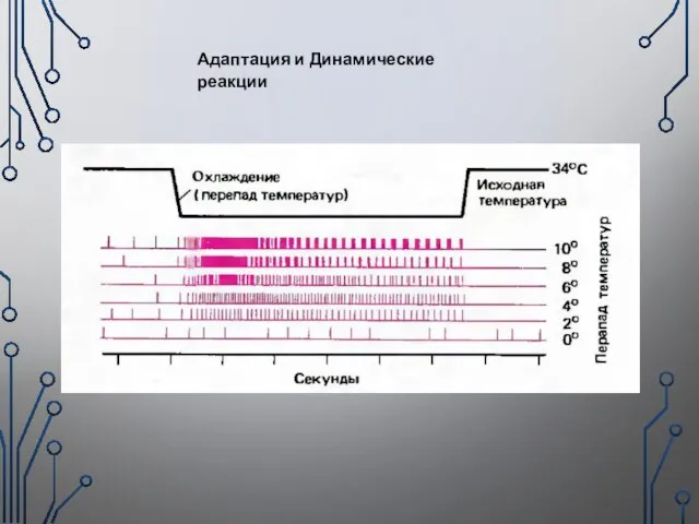 Адаптация и Динамические реакции