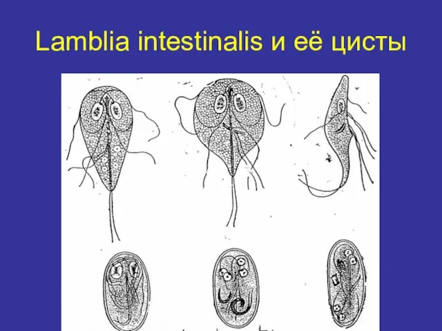 Lamblia intestinalis и её цисты