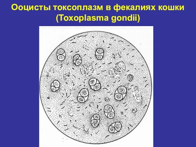 Ооцисты токсоплазм в фекалиях кошки (Toxoplasma gondii)