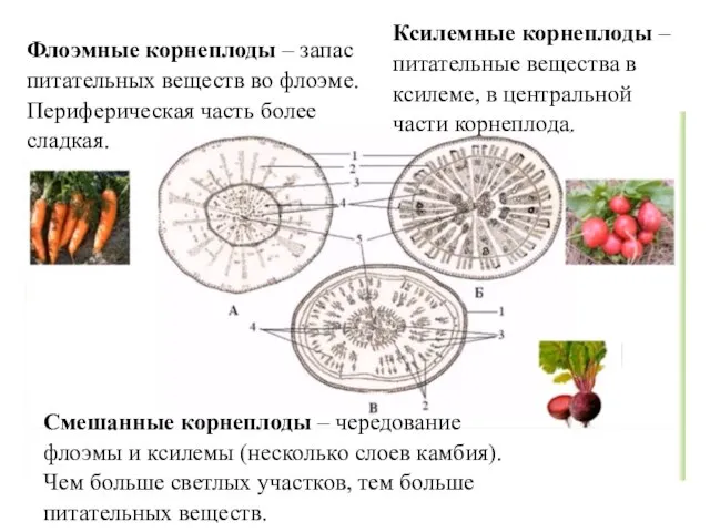 Флоэмные корнеплоды – запас питательных веществ во флоэме. Периферическая часть более сладкая.