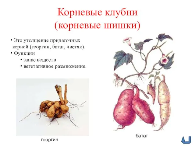 Корневые клубни (корневые шишки) Это утолщение придаточных корней (георгин, батат, чистяк). Функции