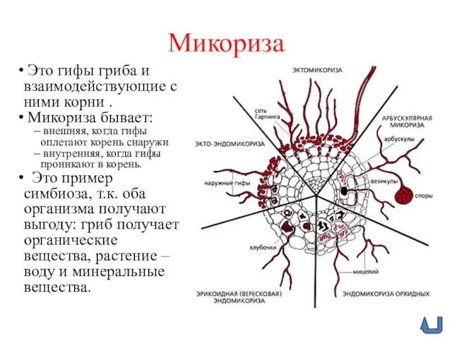 Микориза Это гифы гриба и взаимодействующие с ними корни . Микориза бывает: