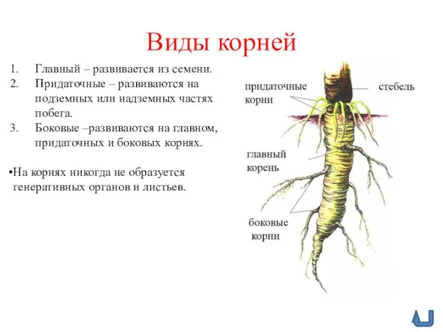 Виды корней Главный – развивается из семени. Придаточные – развиваются на подземных