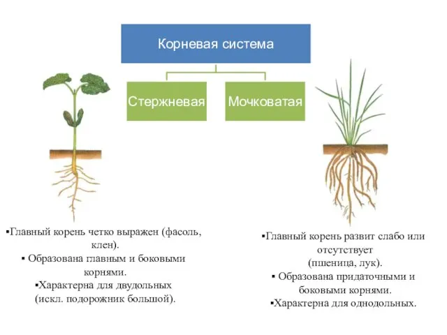 Главный корень четко выражен (фасоль, клен). Образована главным и боковыми корнями. Характерна